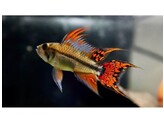 APISTOGRAMMA CACATUOIDES ORANGE RED 3-4