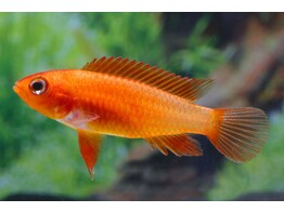 APISTOGRAMMA CACATUOIDES ORANGE FIRE RED 3-4