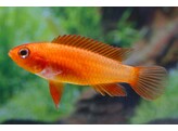 APISTOGRAMMA CACATUOIDES ORANGE FIRE RED 3-4