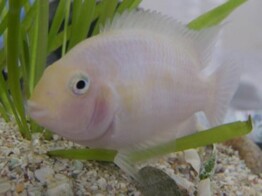 CICHLASOMA/AMATITLANIA NIGROFASCIATA ALBINO 3-4