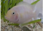 CICHLASOMA/AMATITLANIA NIGROFASCIATA ALBINO 3-4