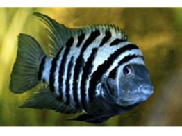 CICHLASOMA/AMATITLANIA NIGROFASCIATA 7-9