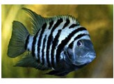 CICHLASOMA/AMATITLANIA NIGROFASCIATA 7-9