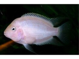 CICHLASOMA/AMATITLANIA NIGROFASCIATA XANT 4-5