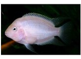 CICHLASOMA/AMATITLANIA NIGROFASCIATA XANT 4-5