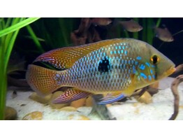 GEOPHAGUS BRASILIENSIS 5-6