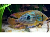 GEOPHAGUS BRASILIENSIS 5-6
