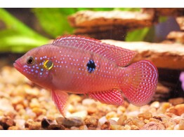 HEMICHROMIS BIMACULATUS 4-5