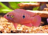 HEMICHROMIS BIMACULATUS 4-5