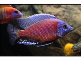 COPADICHROMIS BORLEYI RED FIN 3