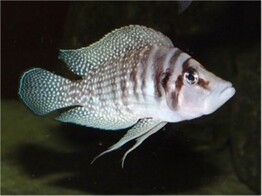 ALTOLAMPROLOGUS CALVUS 3 5