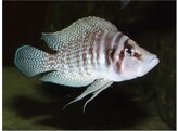 ALTOLAMPROLOGUS CALVUS 3 5