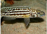 LAMPROLOGUS NKAMBAE 3