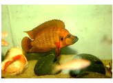 ALTOLAMPROLOGUS COMPRESSICEPS RED 4-5