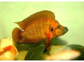 ALTOLAMPROLOGUS COMPRESSICEPS RED 5 5-7
