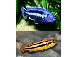 MELANOCHROMIS CHIPOKAE 8-9