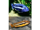 MELANOCHROMIS CHIPOKAE 8-9