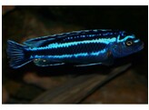 MELANOCHROMIS JOHANNII 3