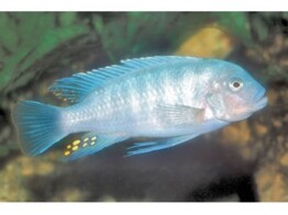 PSEUDOTROPHEUS ZEBRA RED   BLUE 3