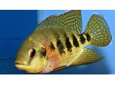 TILAPIA MARIAE 6-7 5