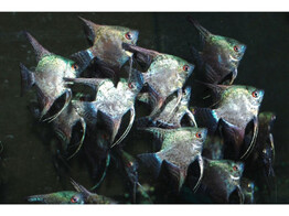 PTEROPHYLLUM SCALARE MAP. 3-3 5