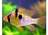 MIKROGEOPHAGUS RAMIREZI ASIAT FORM  4-4 5  L 