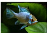 MIKROGEOPHAGUS RAMIREZI ELECTRIC BLUE  4 5-5  XL