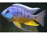 PROTOMELAS SPILONOTUS TANZANIA 5-6