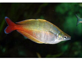 CHILATHERINA BLEHERI SUPER PINK/RED 4-5