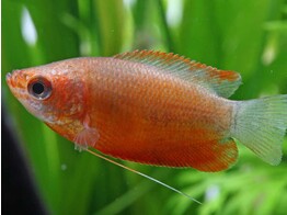COLISA/TRICHOGASTER LABIOSUS ORANGE 5 5-6 5