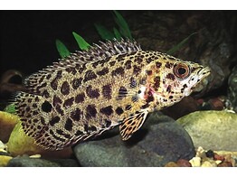 CTENOPOMA ACUTIROSTRE 3 5