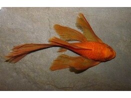 ANCISTRUS SP. SUPER RED LONG FIN 2 5-2 9
