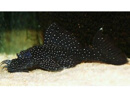 ANCISTRUS L 213  breeding form  4-5