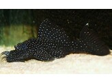 ANCISTRUS L 213  breeding form  4-5