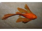 ANCISTRUS SP. SUPER RED LONG FIN 5-6