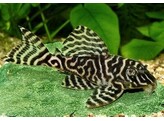 HYPANCISTRUS SP. L 340 3