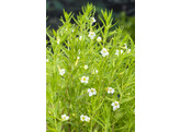 Gratiola Officinalis