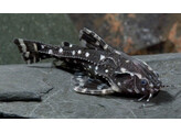 AGAMYXIS ALBOMACULATUS 5 5