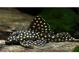 HYPANCISTRUS INSPECTOR L201  breeding form  3