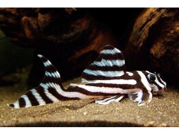 HYPANCISTRUS L46 3-3 5