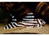 HYPANCISTRUS L46 3-3 5