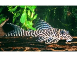 HYPANCISTRUS L66 3-3 5