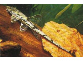 LORICARIA FILAMENTOSA 4-5