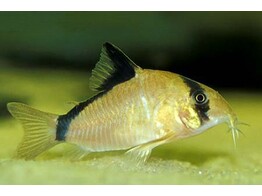 CORYDORAS METAE 2 5-3