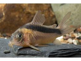CORYDORAS RABAUTI 3 5-4