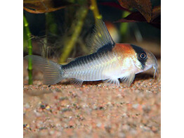 CORYDORAS ADOLFOI 3-3 5