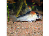 CORYDORAS ADOLFOI 3-3 5