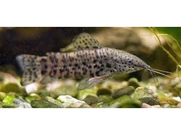 HOPLOSTERNUM/MEGALECHIS THORACATA 6 5-9