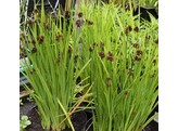 Juncus ensifolius