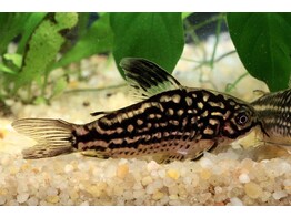 CORYDORAS NAPOENSIS 3-3 5
